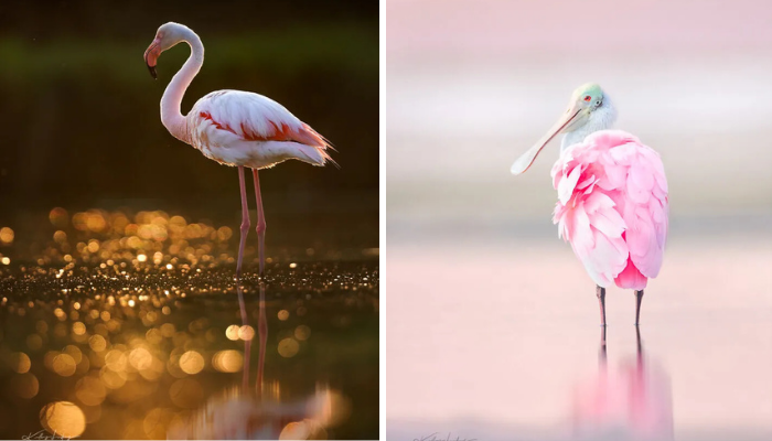 23 Stunning Bird Photos That Look Like Fine Art by Kelley Luikey
