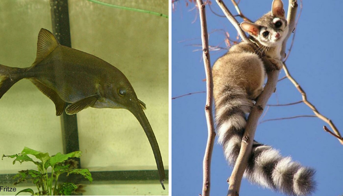 Wild Animals You Won’t Believe Are Real – Strange, Rare & Totally Unique Creatures That Exist