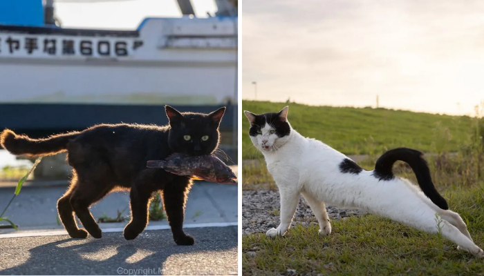 50 Funny & Adorable Cat Photos by Masayuki Oki That Show Their Quirky Side