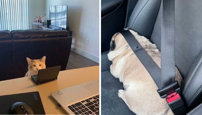 38 Hilarious Animal Photos From Facebook That Prove Cute Pet Comedy Is the Best Stress Relief