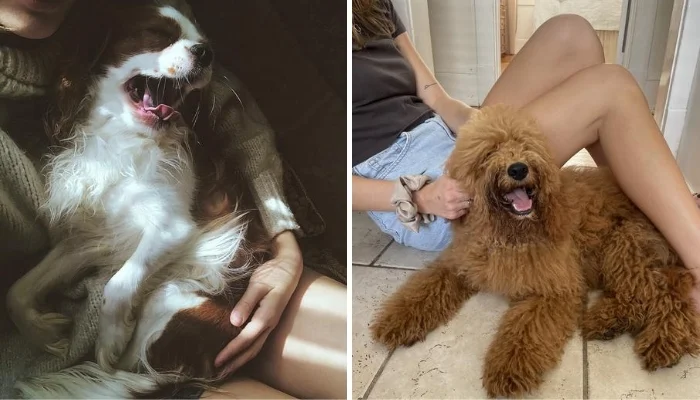 How to Stop Excessive Dog Barking Without Yelling or Punishment